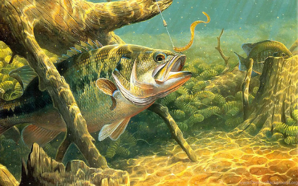Bass Fishing Pike Tackle Wallpapers (