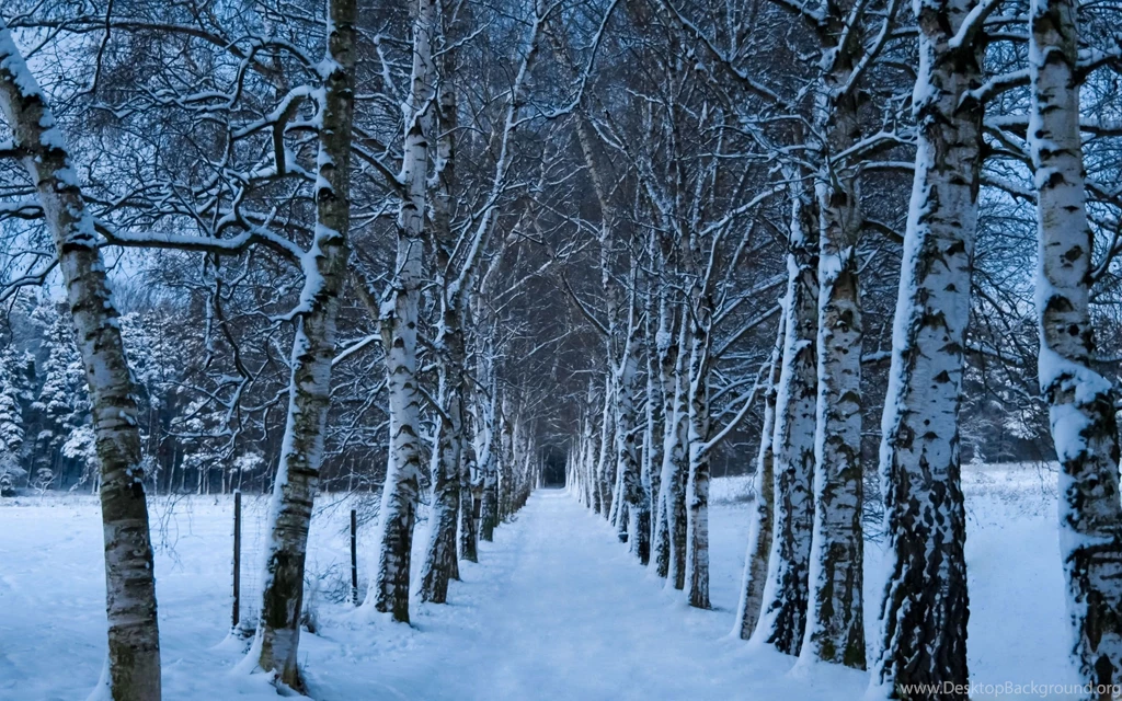 Birch Trees Alley Winter Mac Wallpapers Download