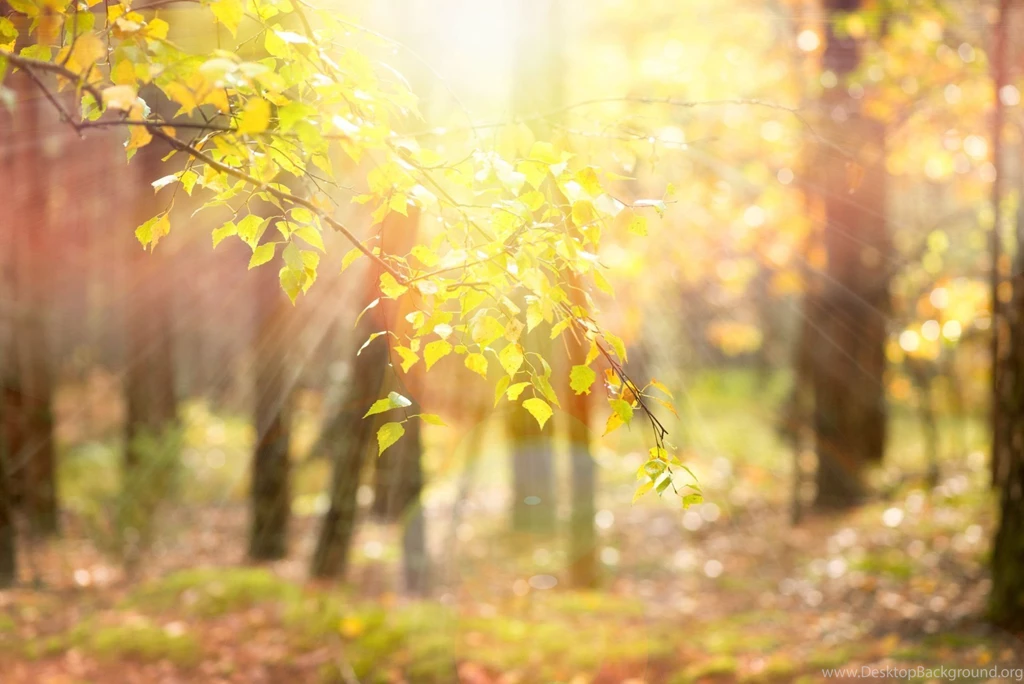 Nature Tree Tree Leaves Leaves Yellow Branches Sun Rays Blur ...