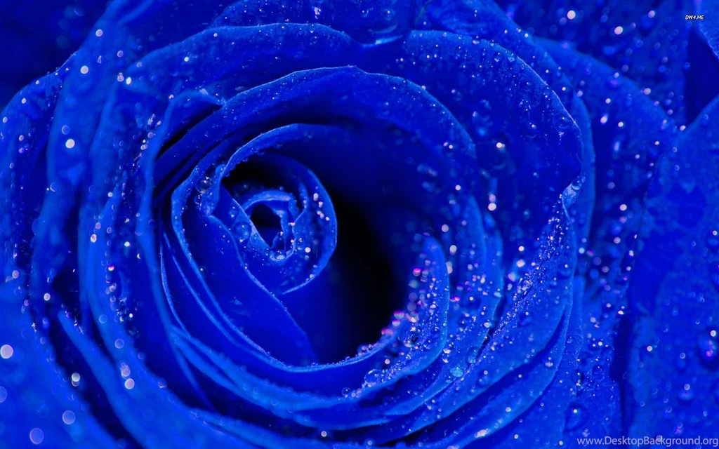 Blue Hd Flower Wallpapers Tumblr