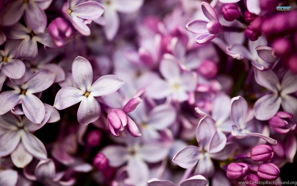 Lilac Wallpapers Wallpapers Cave