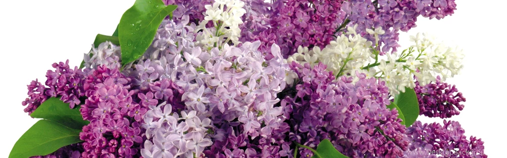 Download Wallpapers 3840x1200 Lilacs, Bloom, Flower, Spring Dual ...