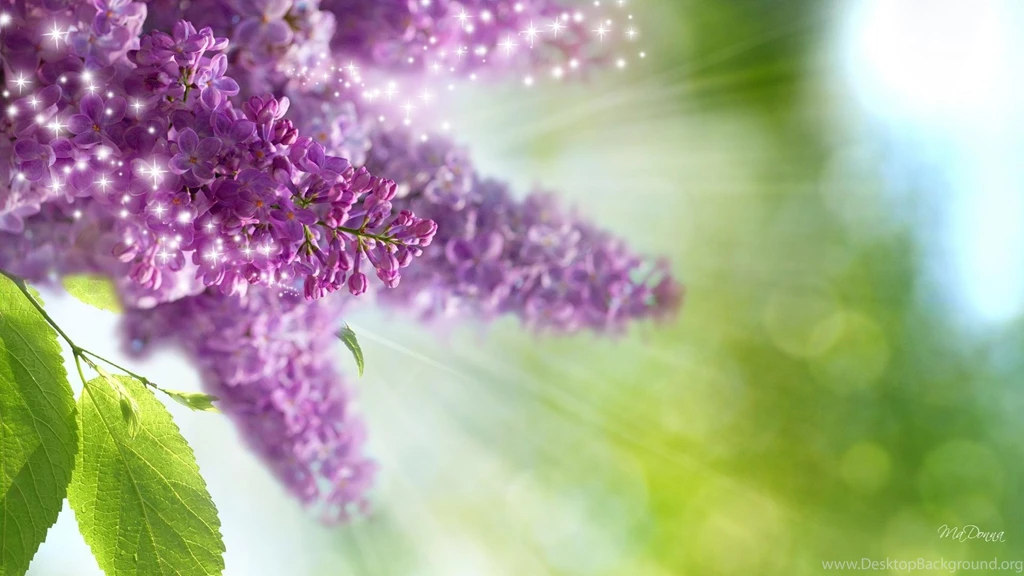 Just Lilacs >> HD Wallpaper, Get It Now!