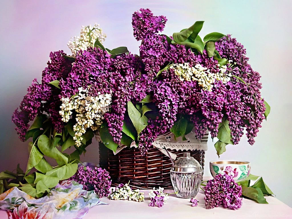 Spring Lilacs Wallpaper__yvt2 Magic4Walls.com