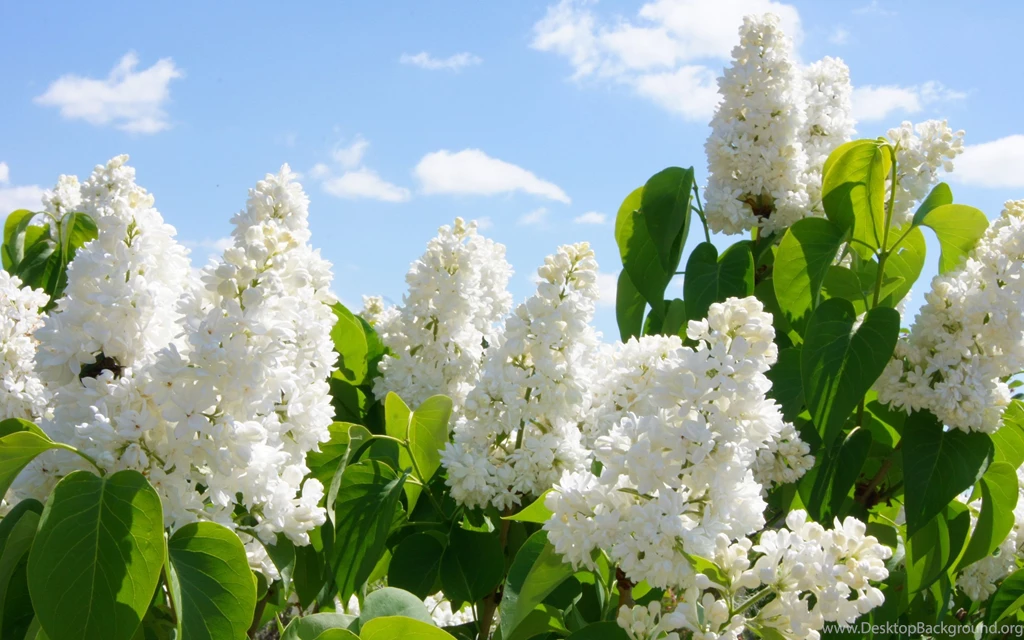 White Lilacs Wallpapers