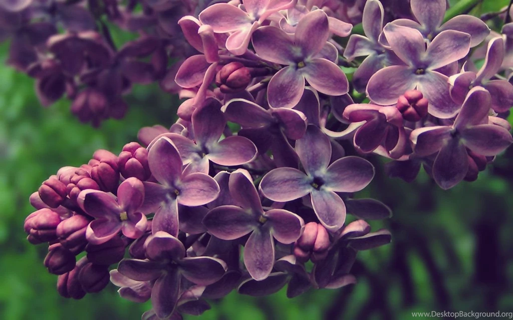 Lilac Flowers Meaning