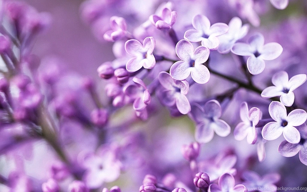 Lilac Tattoo Wallpaper.
