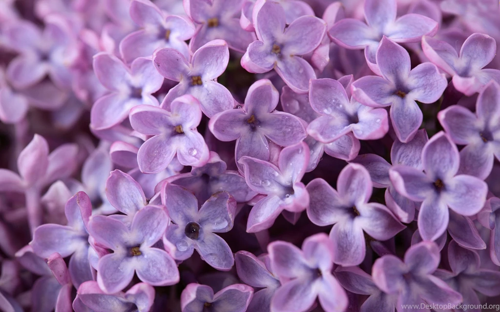 1024x768px Lilac 244.13 KB