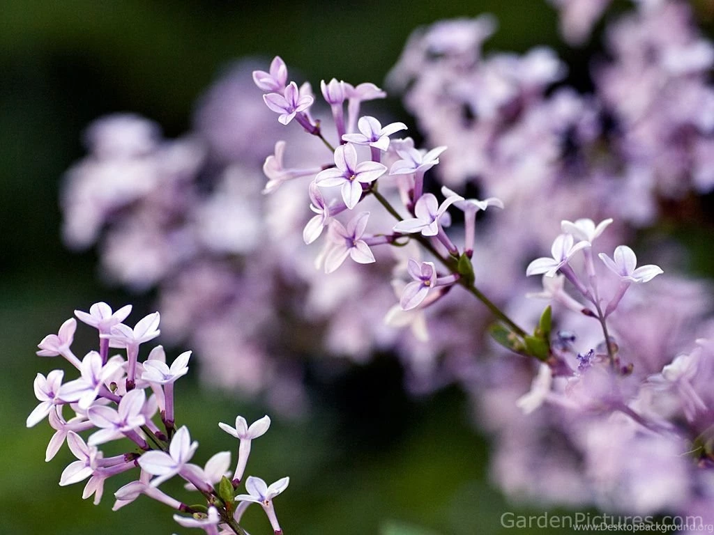 Beautiful Purple Lilac Flowers.jpg