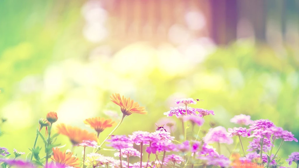 Lilac Flower Free Wallpapers For Desktop To Make Beautiful Desktop