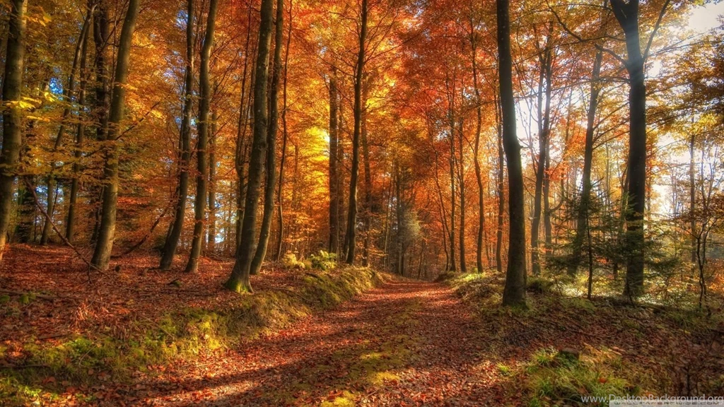 Fall Forest Path HD Desktop Wallpapers : High Definition ...
