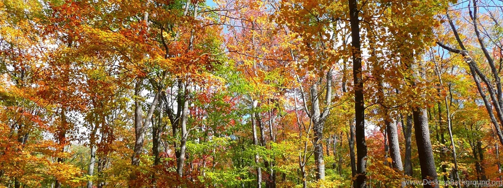 MLeWallpapers.com Fall Forest II