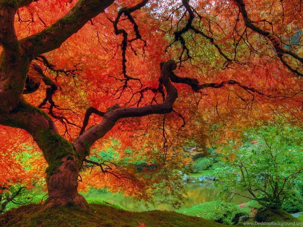 Fall Leave Colors Quotes. QuotesGram