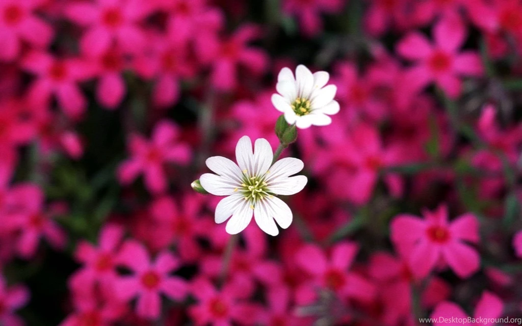 Floral Desktop Wallpapers   HD Wallpaper Backgrounds Of Your Choice