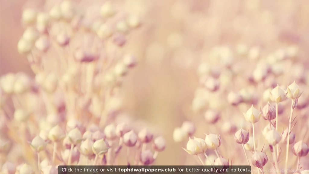 Page 2 Of Best Floral 4K Or HD Wallpapers