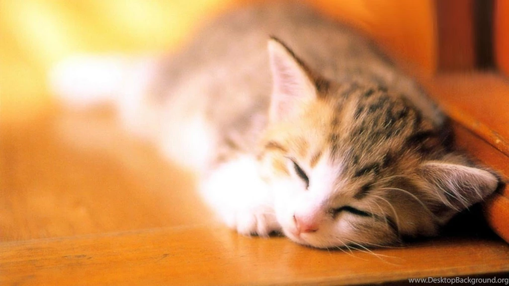 Free Cat Desktop Wallpapers 16 Free 3d Wallpapers