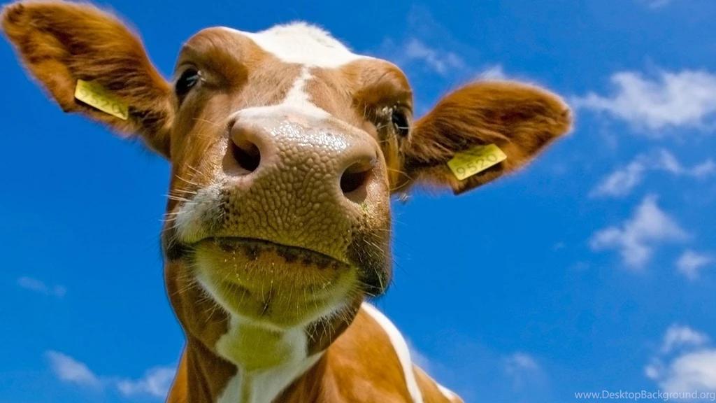 Animal