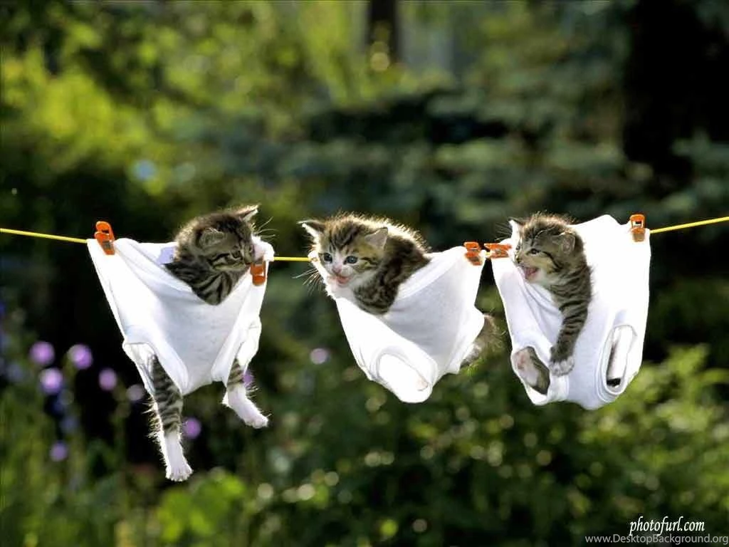 Funny Animal Desktop Backgrounds Wallpapers Cave