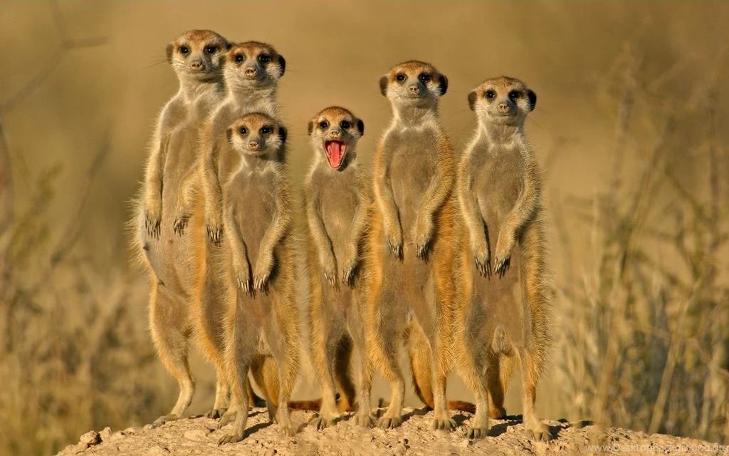 Animals