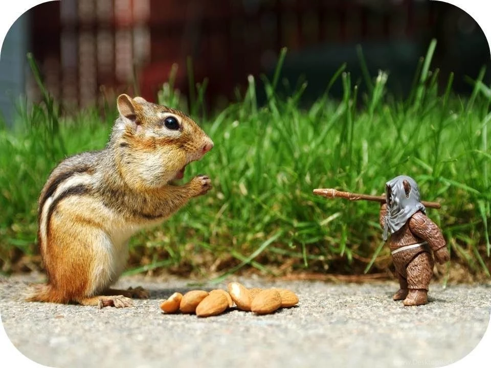 Funniest Animal Bloopers 2 Free Hd Wallpapers Funnypicture.org