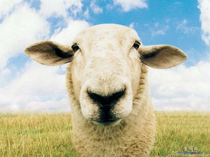 Funny Sheep Wallpapers For Desktop Funny Animal