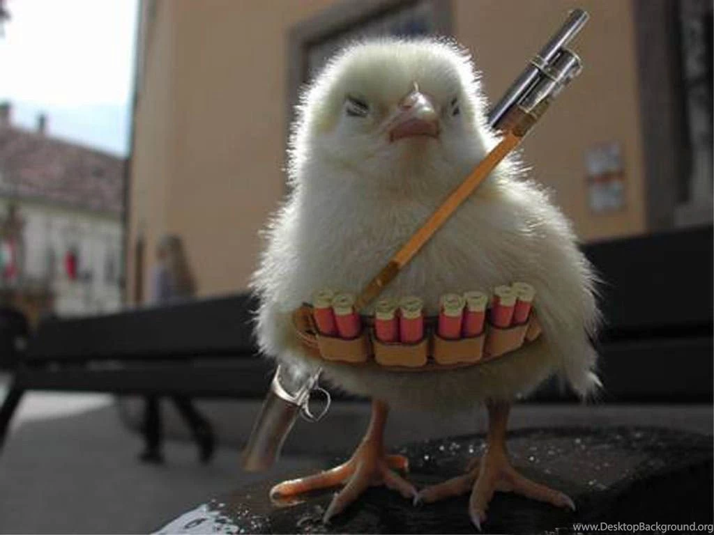 Funny Desktop Backgrounds Free Wallpapers Cave