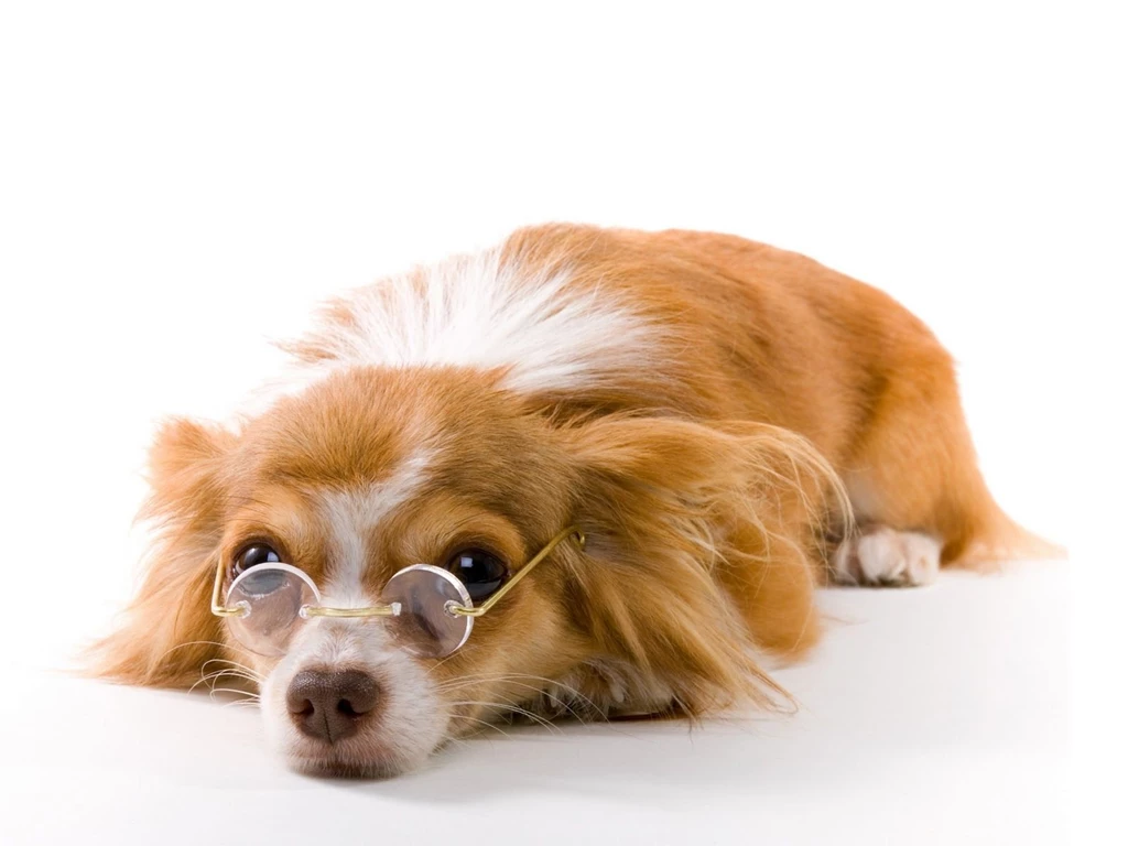 Funny Animal Pictures Of Dogs