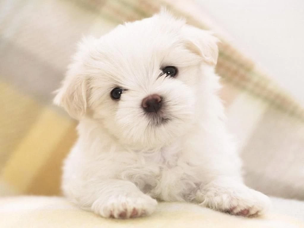Download Free Cute Dog Wallpapers HD For Android The Quotes Land