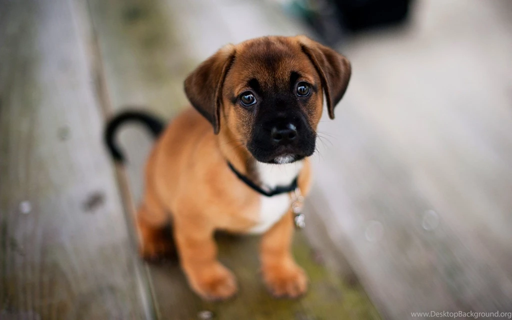 20 Cute Dog Wallpapers