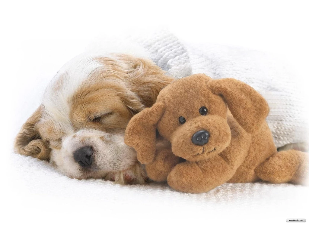 YouWall Cute Dog Wallpapers Wallpaper,wallpapers,free Wallpapers ...