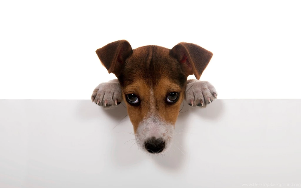 Cute Dog Wallpapers