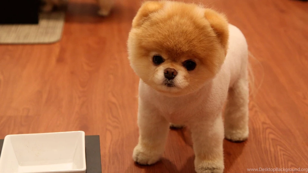 Cute dog wallpaper for desktop download.jpg
