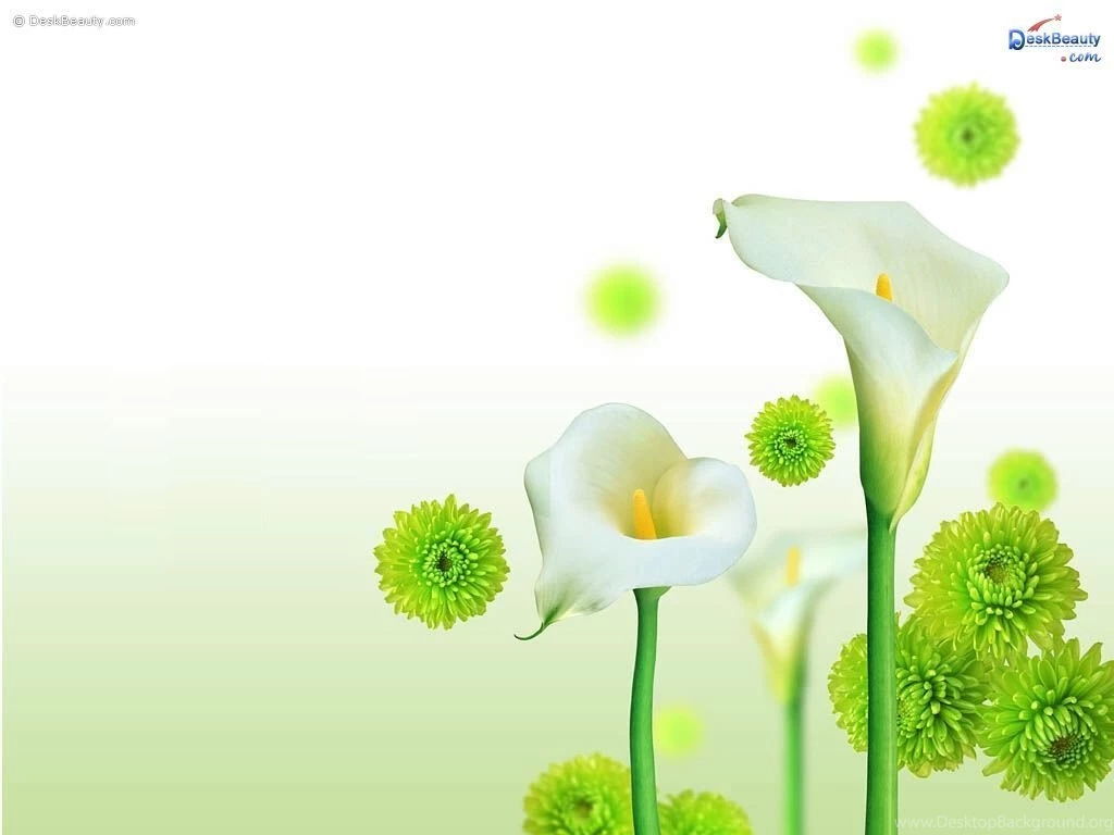 Flower Wallpapers 91   HD Wallpapers