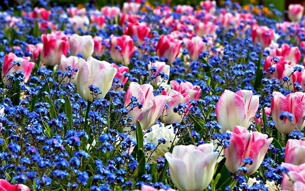 Spring 3d Flowers Wallpapers