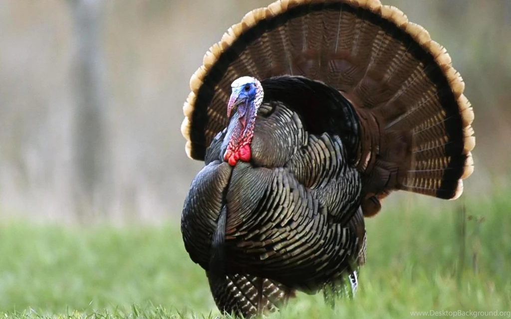 Free Turkey Wallpapers Wallpapers Cave