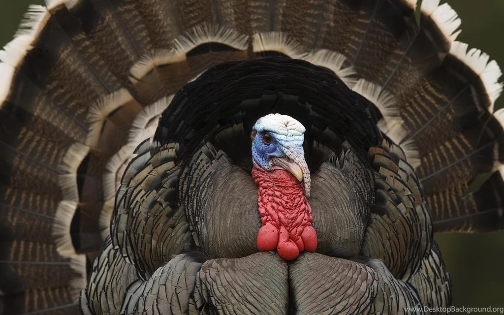 Turkey Wallpapers Desktop Wallpapers Cave