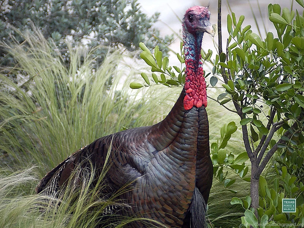 Wild Turkey Hunting Desktop Wallpaper, Turkey Hunting In Texas ...