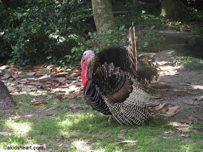 Desktop Wallpapers Of Turkey