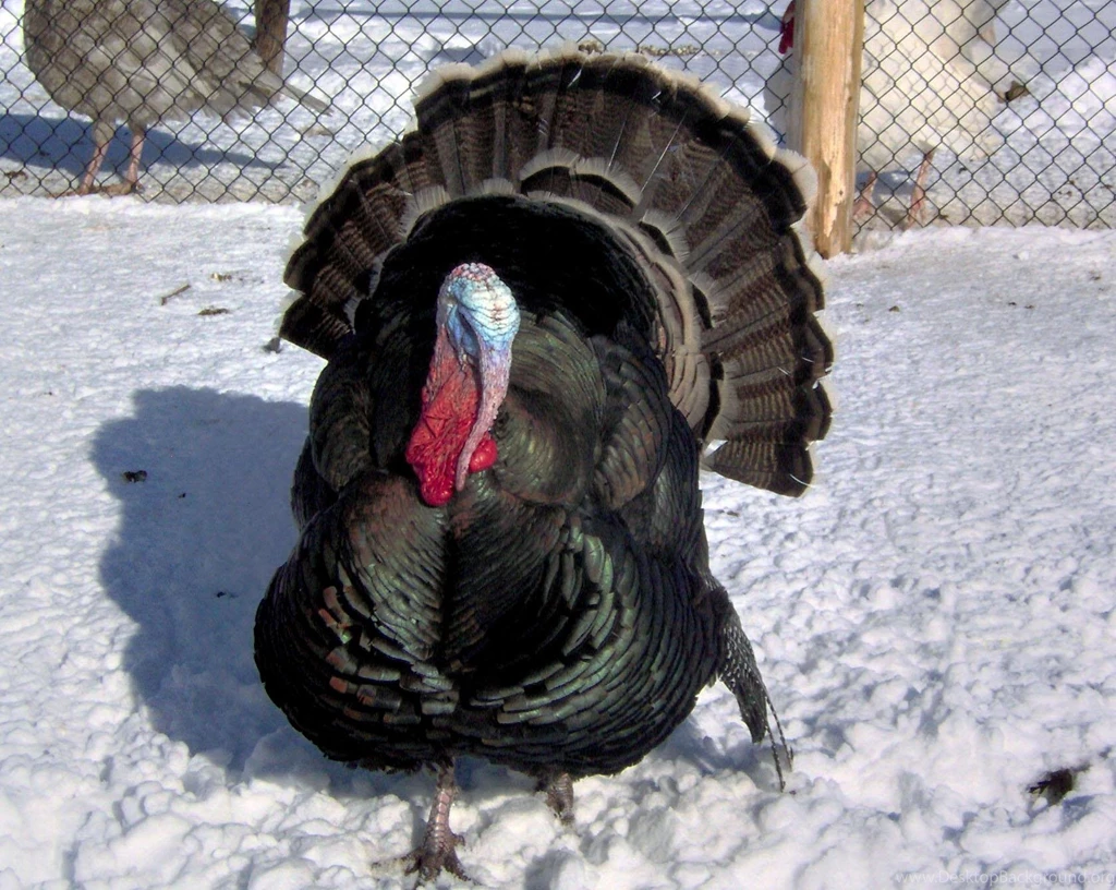Free Wallpapers Ridley Bronze Turkey