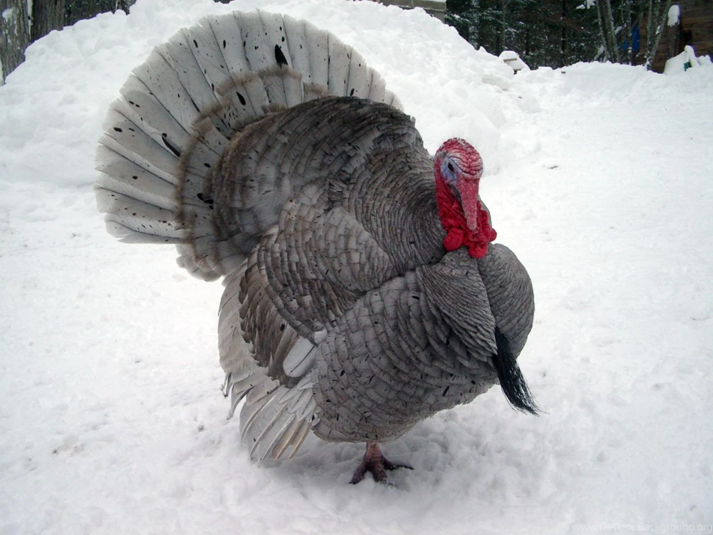 Free Wallpapers Blue Slate Turkey Bird Photo