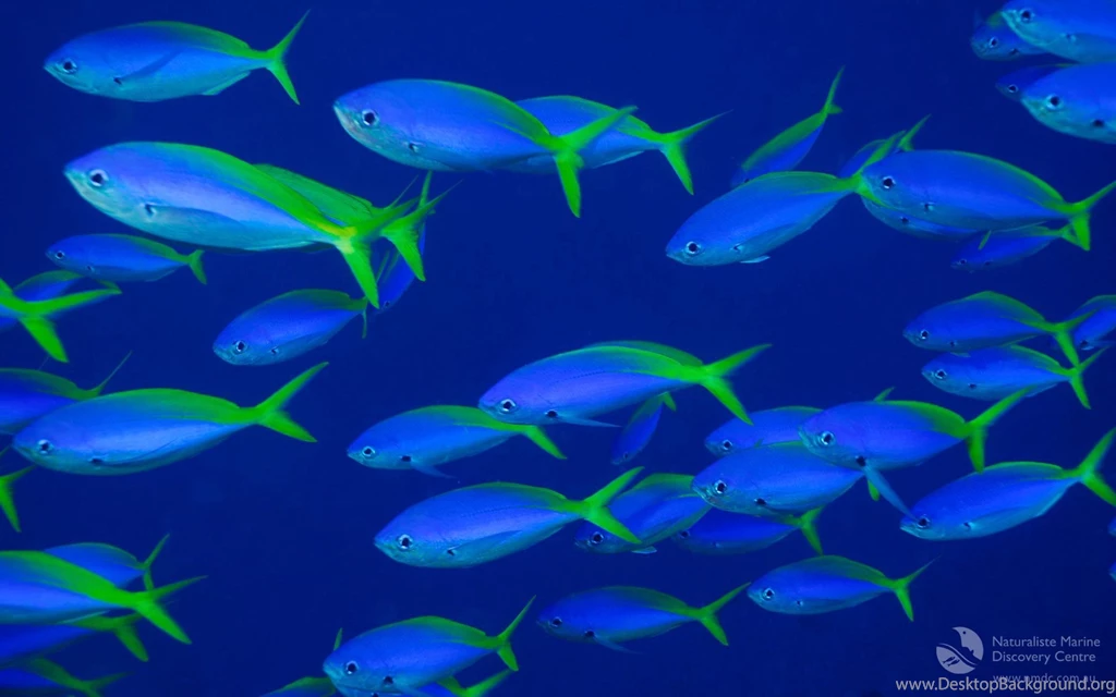 Fish Backgrounds 1358239