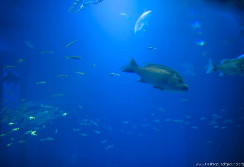 Free Stock Photo 7394 Fish Backgrounds