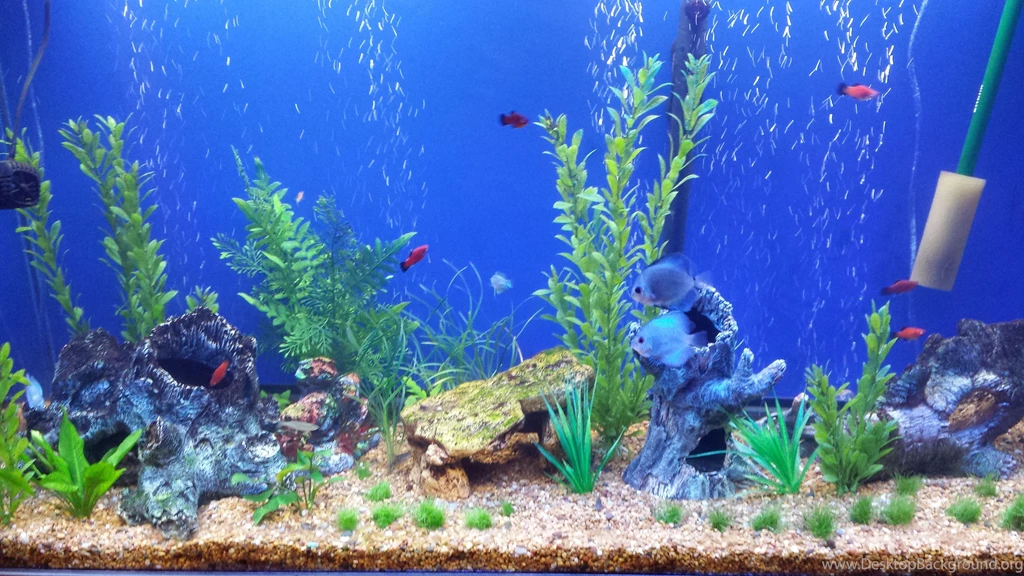 Concept Design Home: Fish Tank Backgrounds Pictures
