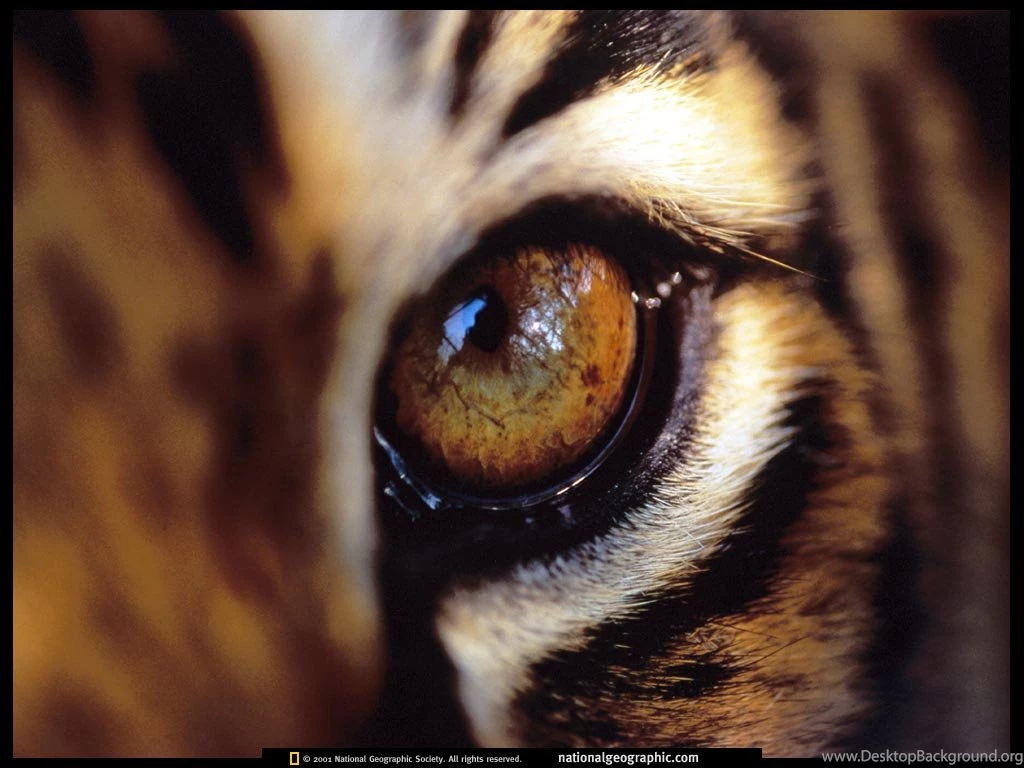 India, Bengal Tiger Eye, 1997, Photo Of The Day, Picture ...