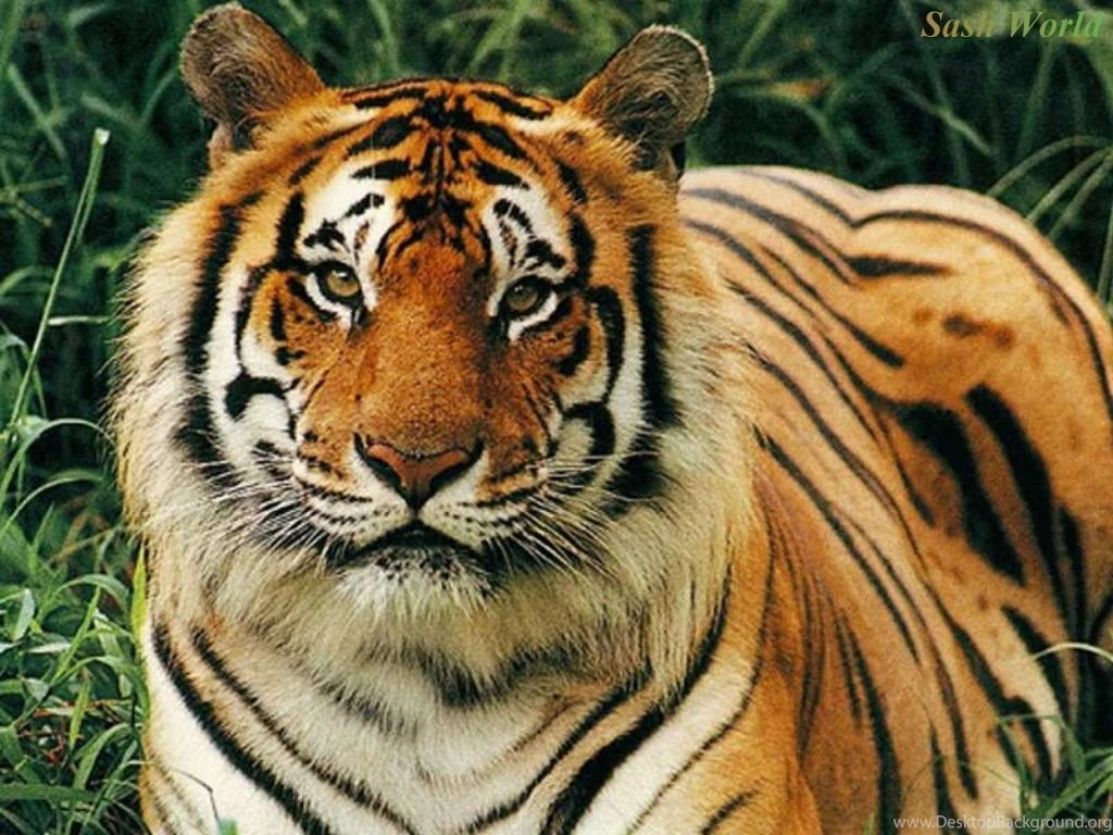 Download Animal Tiger Wallpapers