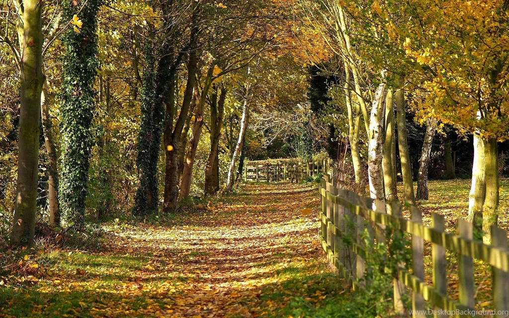 Landscape Astonishing Nature Quality Trees Backgrounds Picture ...