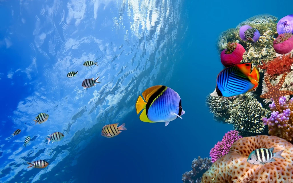 Fish Themed Wallpapers HD