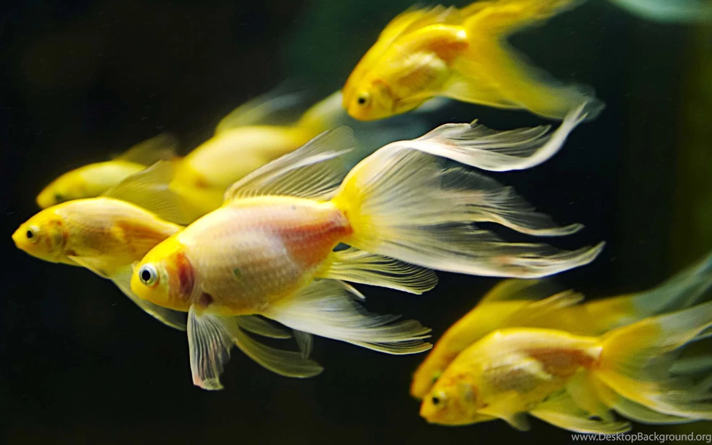 Fish Computer Wallpapers, Desktop Backgrounds