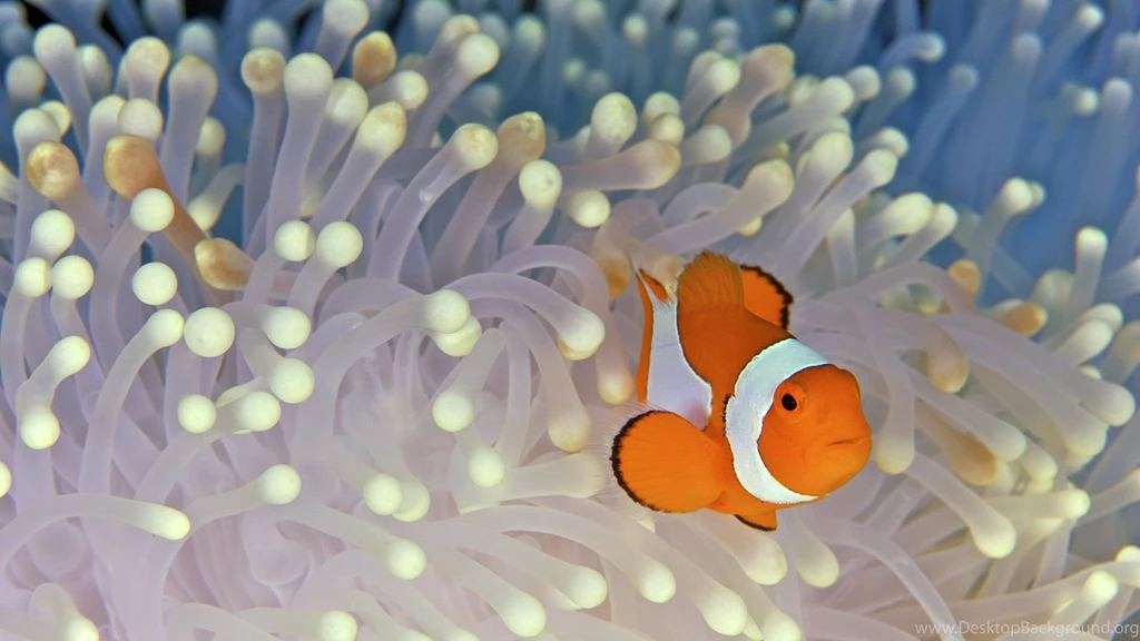 Fish Desktop Wallpapers