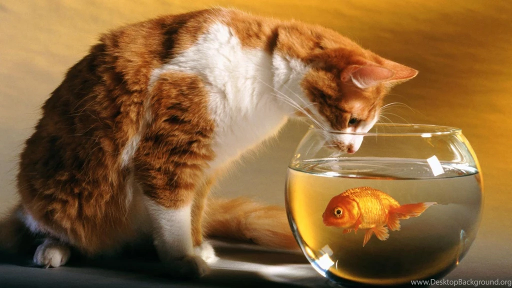 Download Cat And Fish Hd Wallpapers